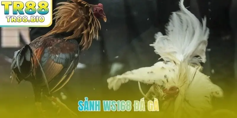 Sảnh WS168